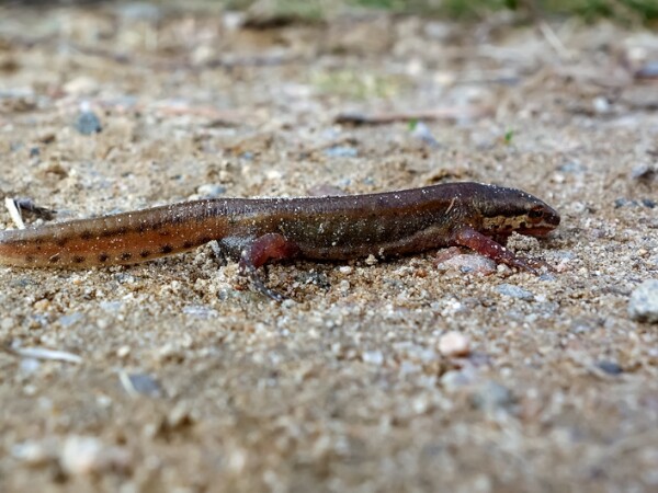 Palmate Newt