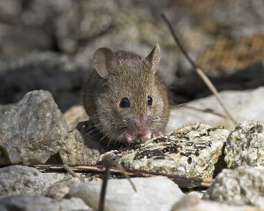 mouse200507 Mouse Castletown, Isle of Man