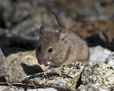 mouse200507b Mouse Castletown, Isle of Man