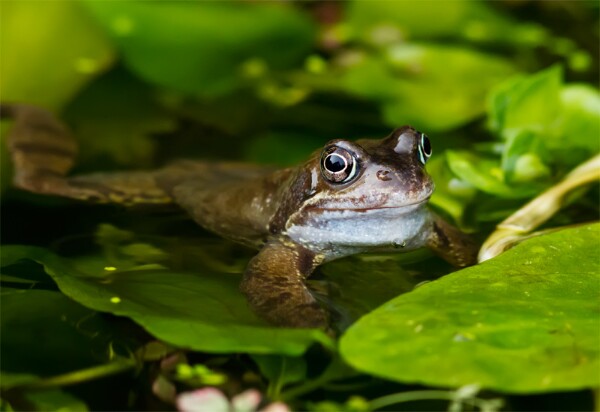 Amphibians