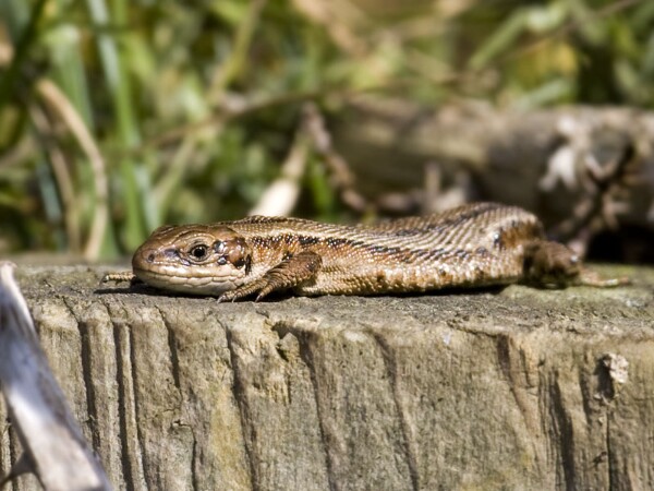 Reptiles
