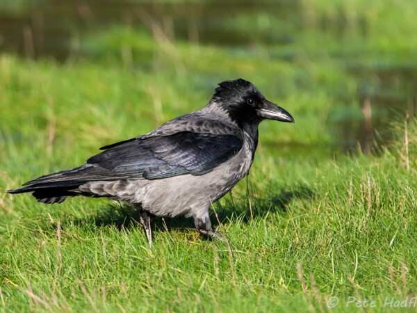 Hooded Crow