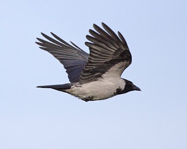 Hooded-Crow3 Hooded Crow Derbyhaven, Isle of Man