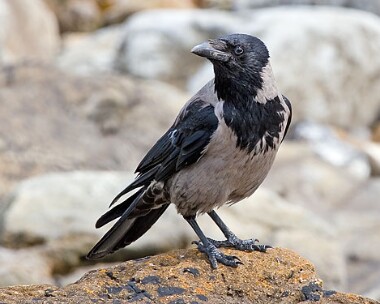 Hooded-Crow6 Hooded Crow Derbyhaven, Isle of Man
