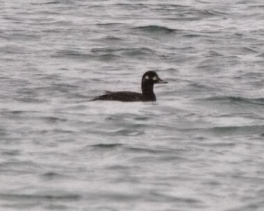 velvetscoter5 Velvet Scoter Derbyhaven Bay, Isle of Man (Record shot)