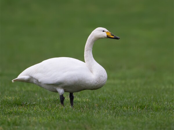 Whooper Swan