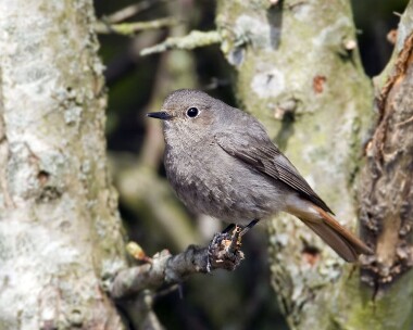 blackredstart310309b Black Redstart Ronaldsway halt, Isle of Man