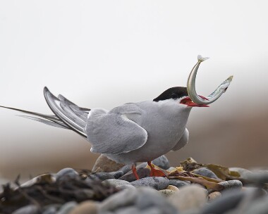 arctictern020808e Arctic Tern The Ayres, Isle of Man