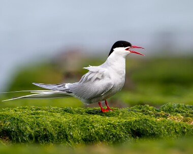 arctictern100711b Arctic Tern Smeale, Isle of Man