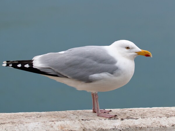 Herring Gull