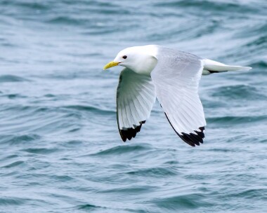kittiwake030422 Kittiwake Ballaghennie, Isle of Man