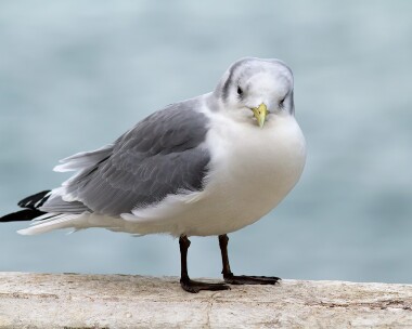 kittiwake070112 Kittiwake Peel, Isle of Man