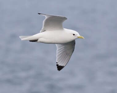 kittiwake10 Kittiwake Peel, Isle of Man
