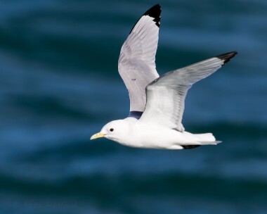 kittiwake210215 Kittiwake Peel, Isle of Man