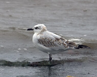 medgull050908 Mediterranean Gull Strandhall, Isle of Man