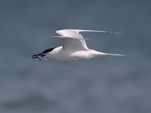 Sandwich Tern