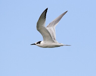 sandwichtern15 Sandwich Tern Point of Ayre, Isle of Man