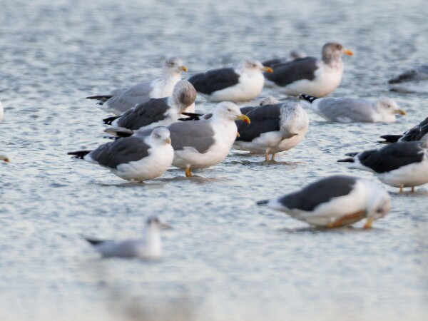 Yellow legged Gull
