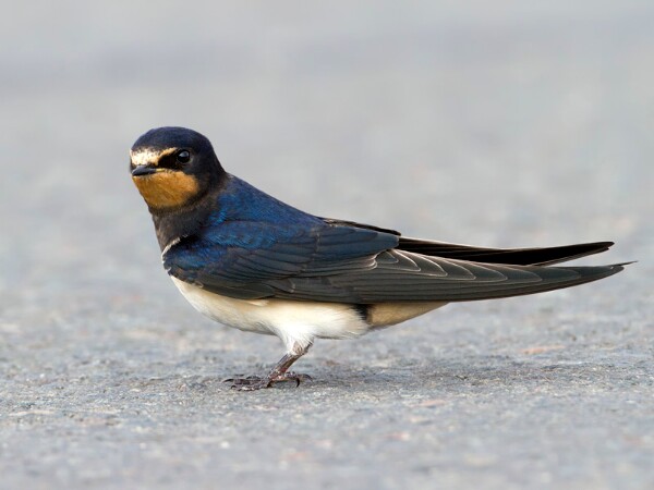 Swallow