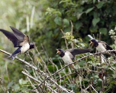 swallow010707 Swallow Langness, Isle of Man