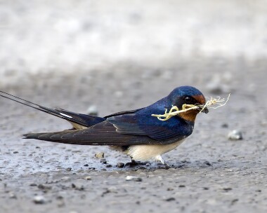 swallow100509 Swallow Derbyhaven, Isle of Man