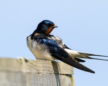swallow160510 Swallow Cley, Norfolk