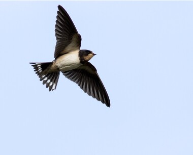 swallow190916b Swallow Salthouse, Norfolk