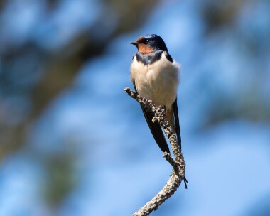 swallow250426 Swallow Ballaghennie, Isle of Man
