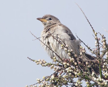 rosestarling9 Rose-coloured Starling Scarlett, Isle of Man
