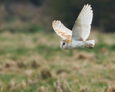 barnowl250310b Barn Owl Castletown, Isle of Man