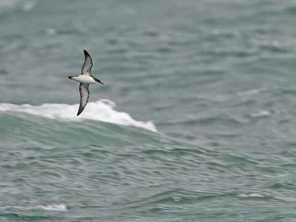 Manx Shearwater