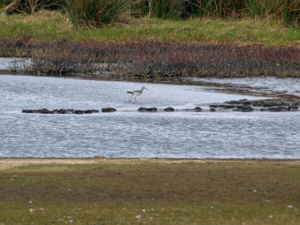 Greater Yellowlegs