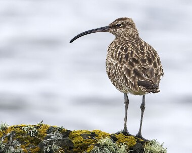 whimbrel230409 Whimbrel Fort Island, Isle of Man