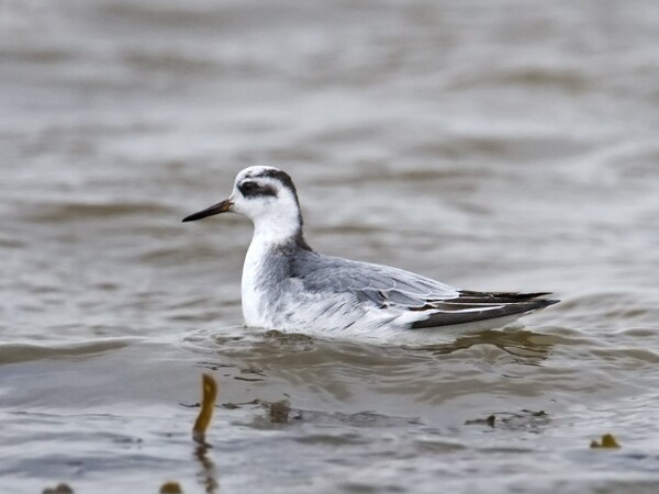 Grey Phalarope