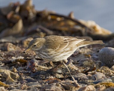 waterpipit231207c Water Pipit Ramsey, Isle of Man