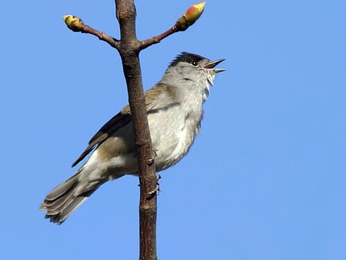 Blackcap