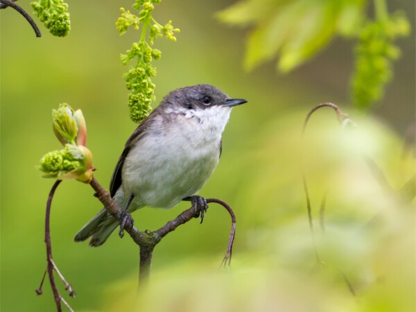 Lesser Whitethroat