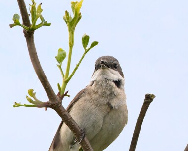 lesserwhitethroat160510 Lesser Whitethroat Blakeney, Norfolk