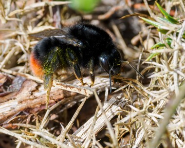 redtailedbumblebee020424b Red-tailed Bumblebee Kelling, Norfolk