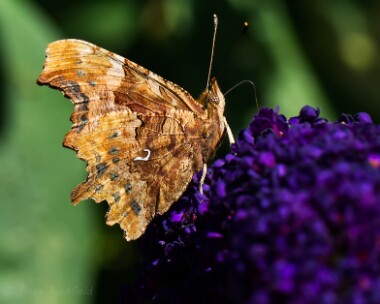 comma290713 Comma Holt CP, Norfolk