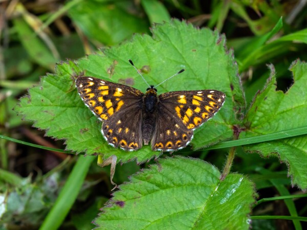 Duke of Burgundy