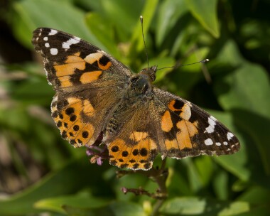paintedlady020925 Painted Lady Scarlett, Isle of Man
