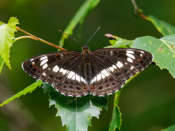 White Admiral