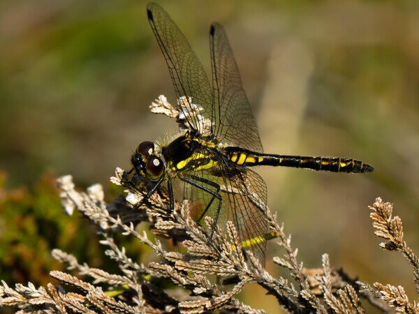 Black Darter