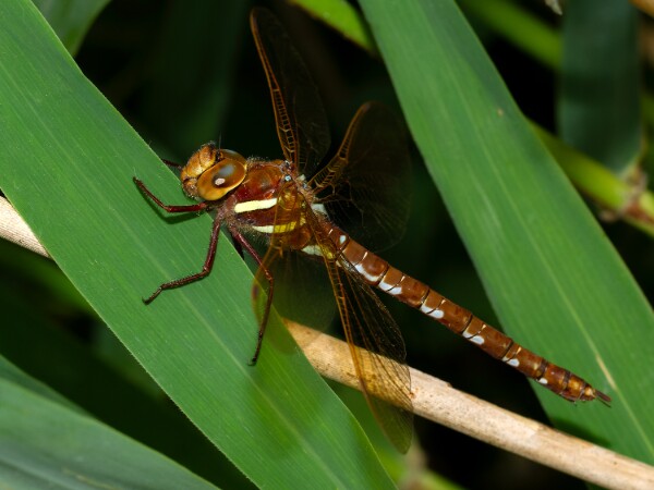 Brown Hawker