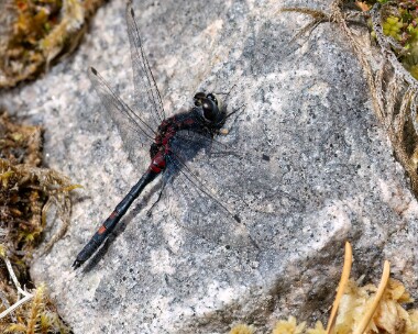 whitefaceddarter290623b White-faced Darter Loch Loyne, Scotland