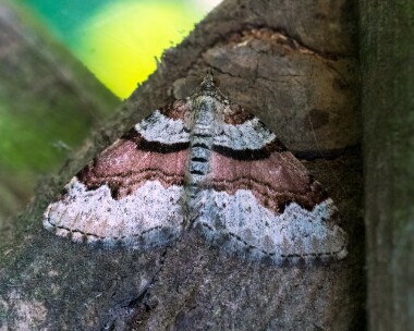 flamecarpet260422b Flame Carpet Douglas, Isle of Man