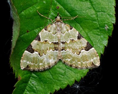greencarpet120524 Green Carpet Bloxworth, Dorset