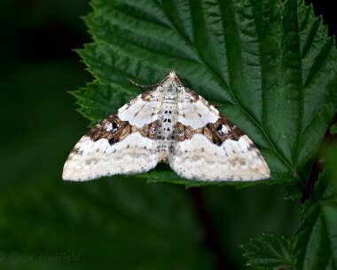 silvergroundcarpet290613 Silver-ground Carpet Close Sartfield, Isle of Man