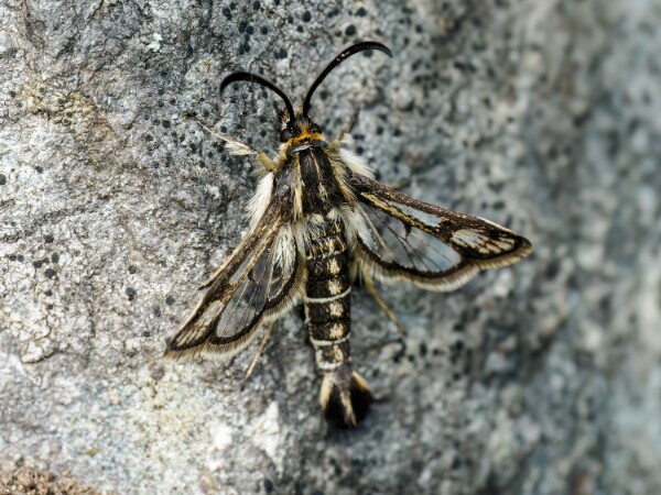 Clearwings